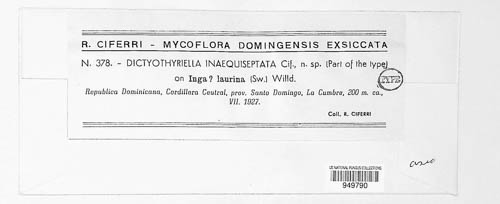 Dictyothyriella inaequiseptata image
